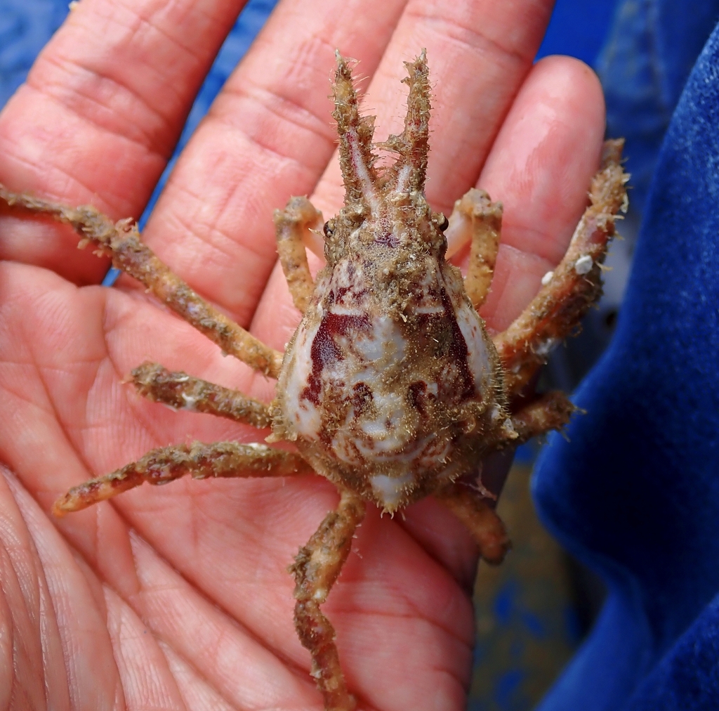 Hyastenus gracilimanus