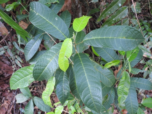 Anisoptera marginata observed 2025-09-03
