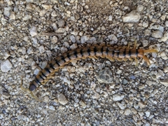 Scolopendra