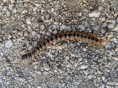 Scolopendra