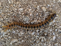 Scolopendra