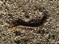 Scolopendra