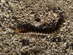 Scolopendra