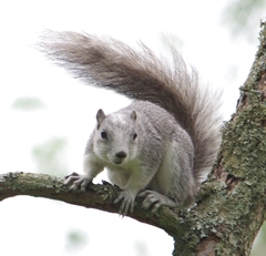 Sciurus niger cinereus