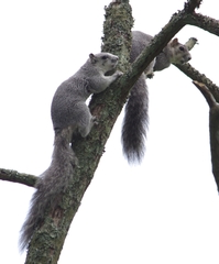 Sciurus niger cinereus