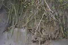 Aporocactus flagelliformis