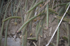Aporocactus flagelliformis