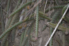 Aporocactus flagelliformis