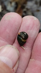 Philobdella gracilis