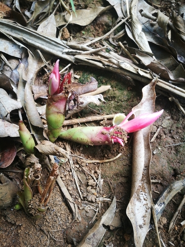 Aframomum angustifolium image