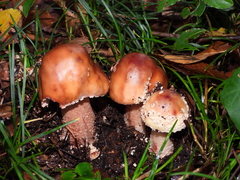 Amanita rubescens