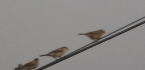 Indian Silverbill