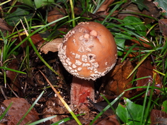 Amanita rubescens