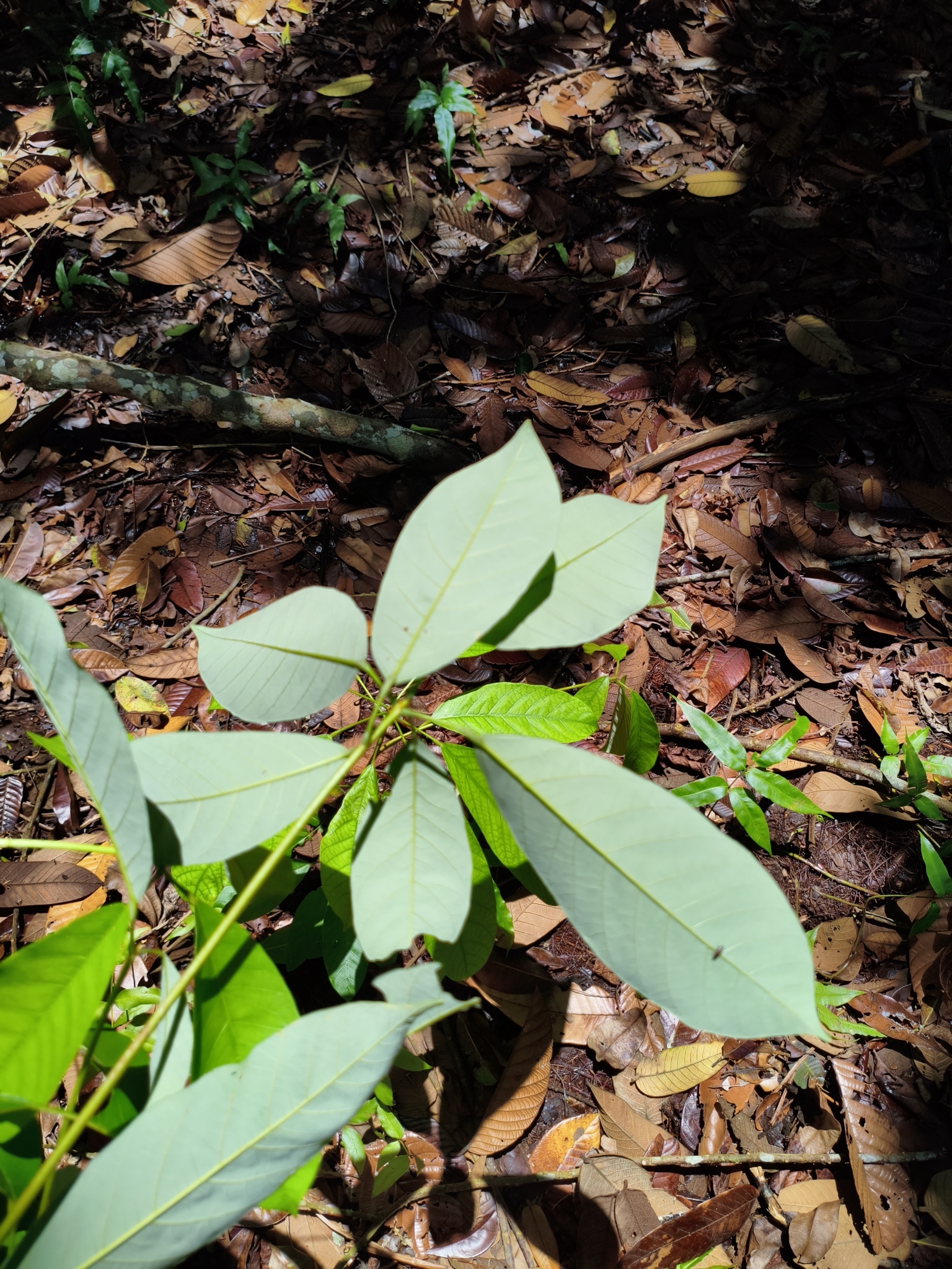 Sterculia gilva Miq. 2