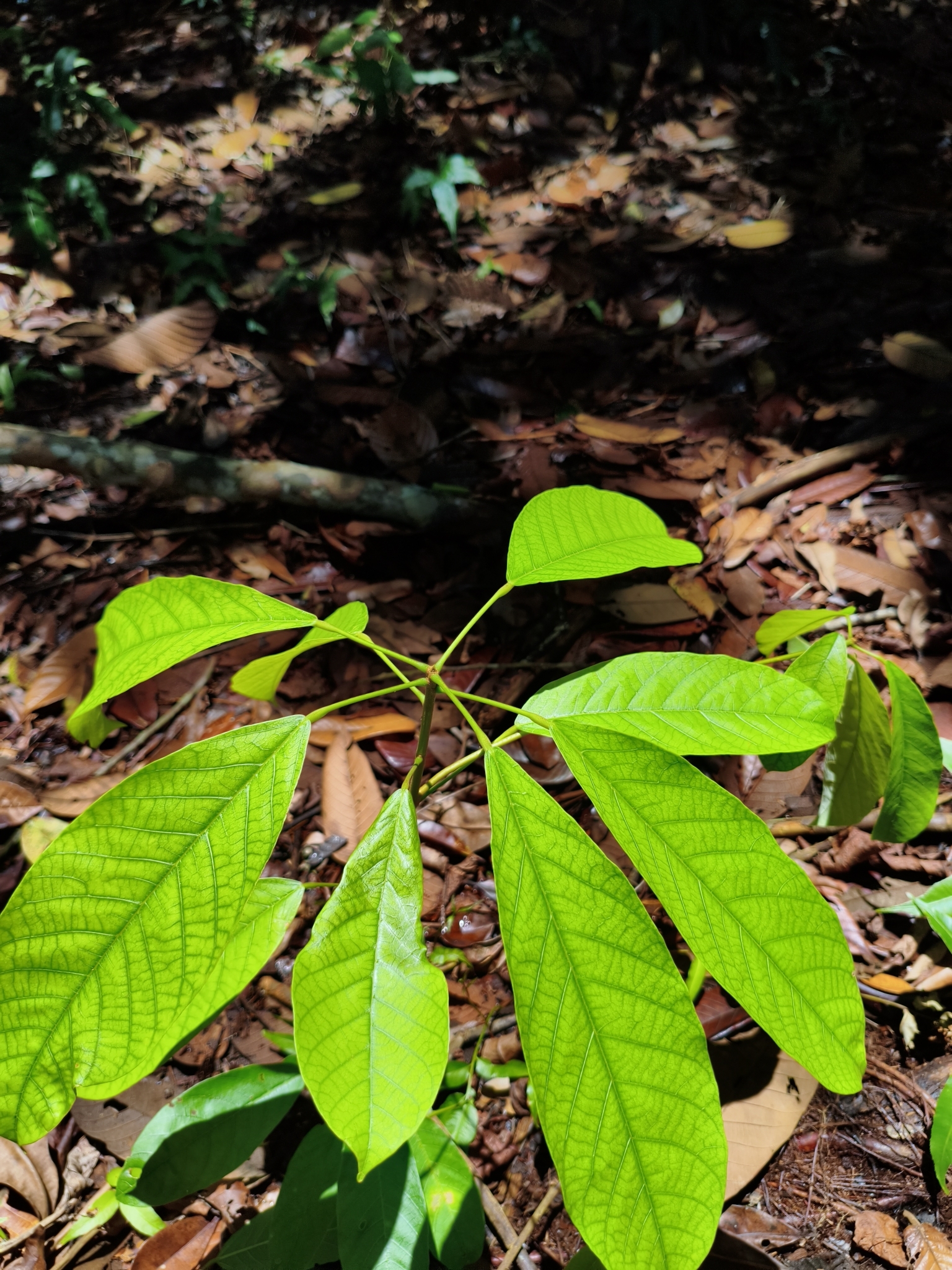 Sterculia gilva Miq. 3