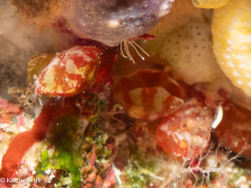 Frenulina sanguinolenta observed 2025-08-24