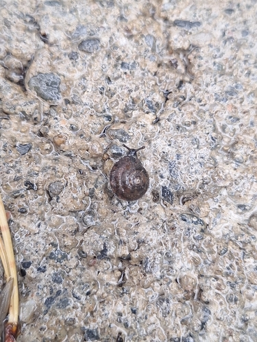 Hairy Snail