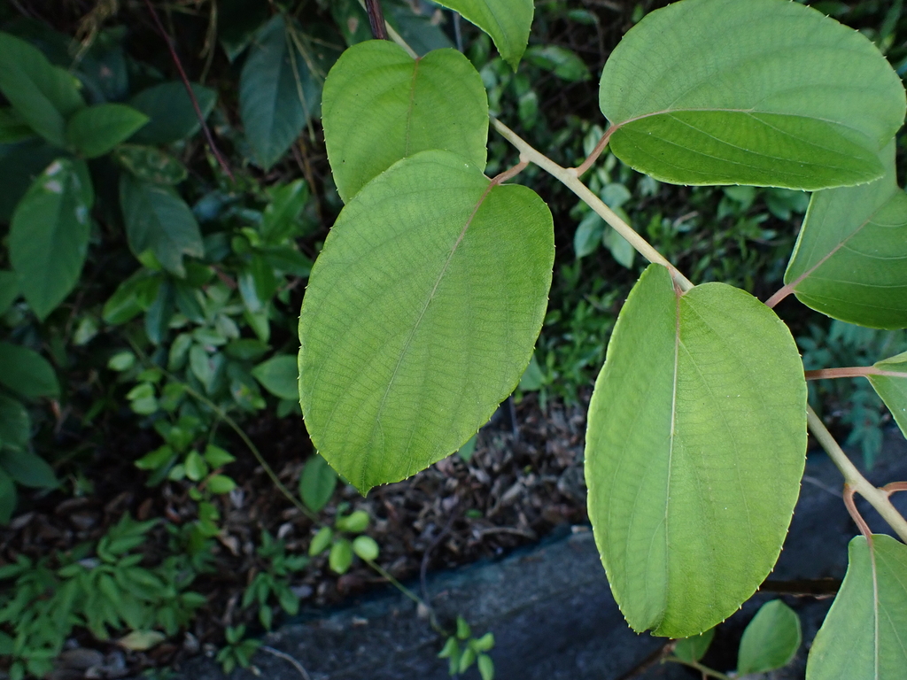 Actinidia latifolia