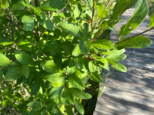 Ilex nipponica iNat (3)