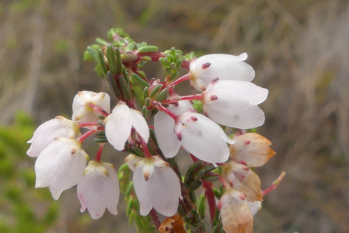 Cupshape Heath (Erica cyathiformis)