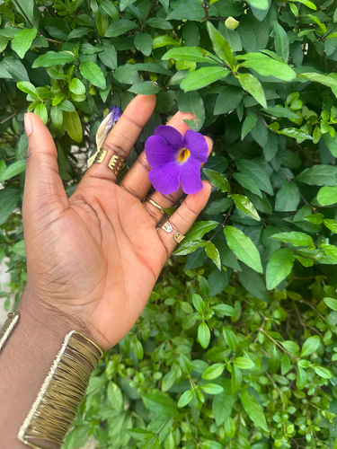 Bush Thunbergia