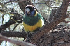 Barnardius zonarius zonarius