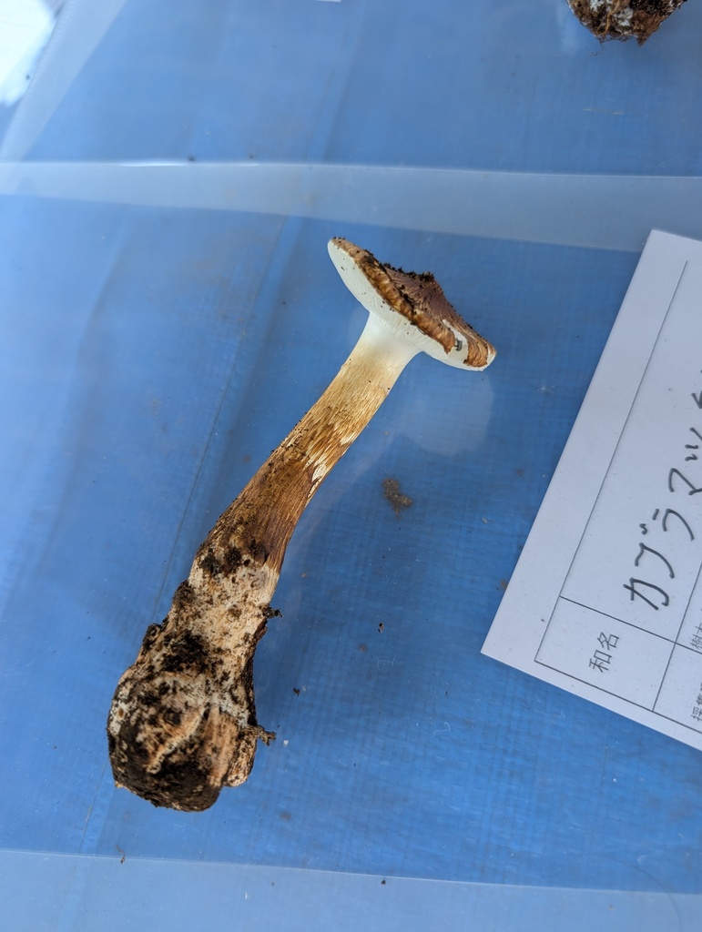 Squamanita umbonata · August 2025 · photo: © atsushi_nakajima_cirque (iNaturalist, cc-by)