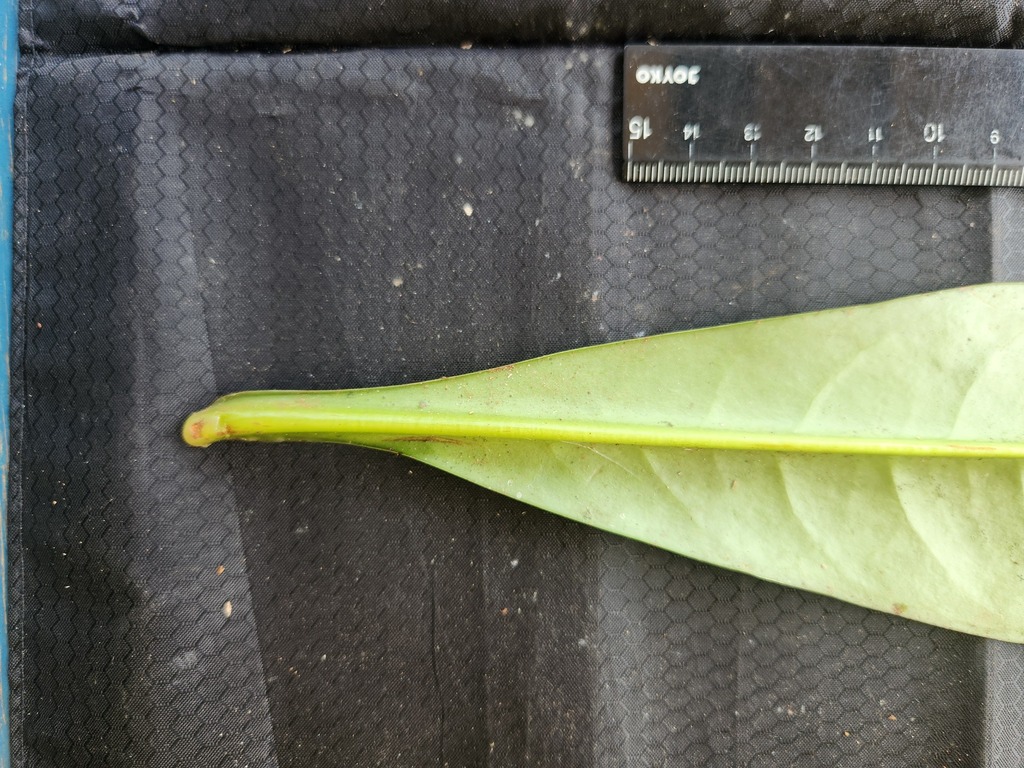 Punah (Tetramerista glabra)