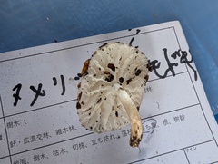 ヌメリツバタケ