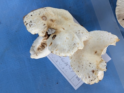 Russula eburneoareolata