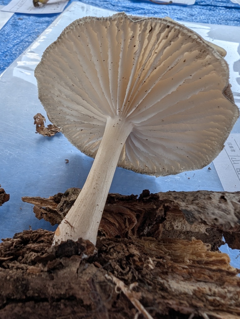Megacollybia clitocyboidea · August 2025 · photo: © atsushi_nakajima_cirque (iNaturalist, cc-by)