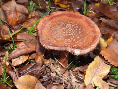 Amanita rubescens