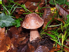 Amanita rubescens