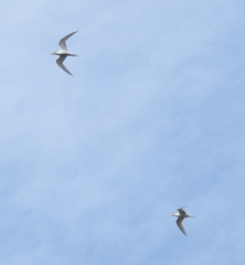 Sterna hirundinacea