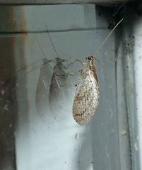 Nusalala tessellata