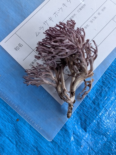 Clavaria amethystina