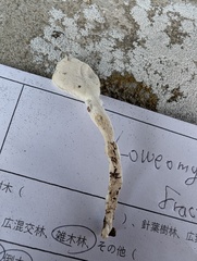 Loweomyces fractipes