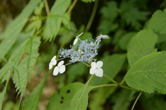 Hydrangea serrata