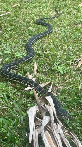 Coastal Carpet Python sighting