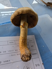 キショウゲンジ