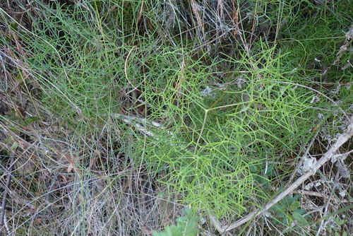 Floppy Firecarrot (Nanobubon capillaceum)
