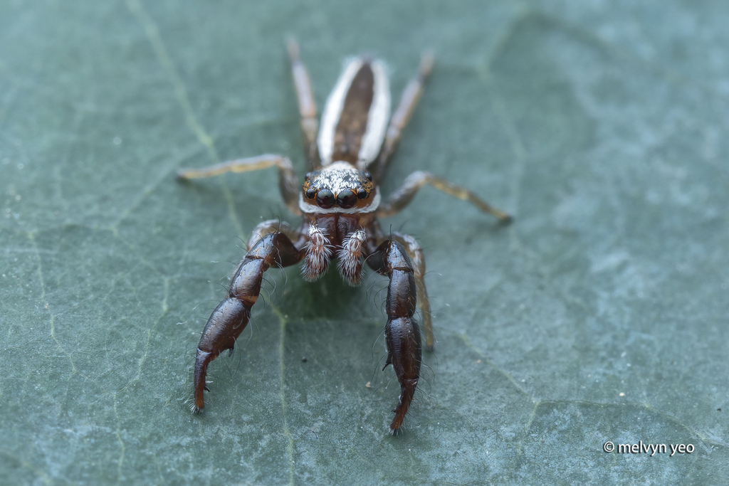 Pseudicius decemnotatus