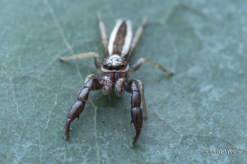 Pseudicius decemnotatus