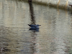 Larus michahellis