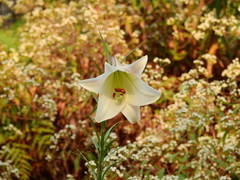 Lilium philippinense