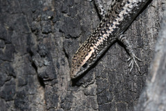 Cryptoblepharus pannosus