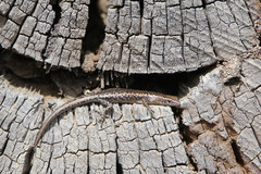 Cryptoblepharus pannosus