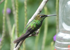 Heliodoxa leadbeateri