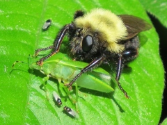 Laphria thoracica