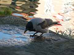 Corvus cornix
